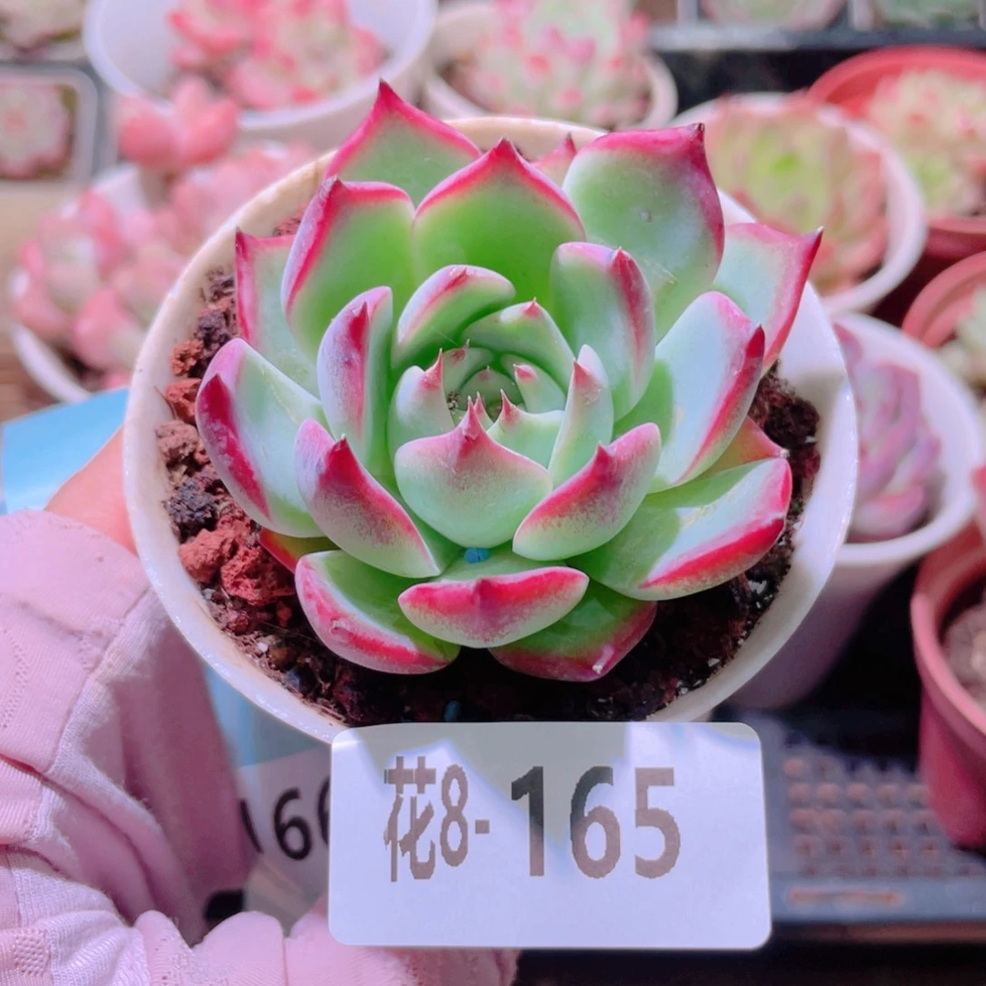 花利美8-165吉娃娃