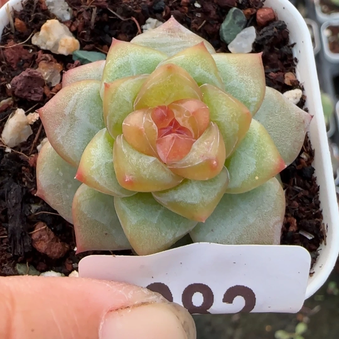 小卡拉米糖心一物一拍