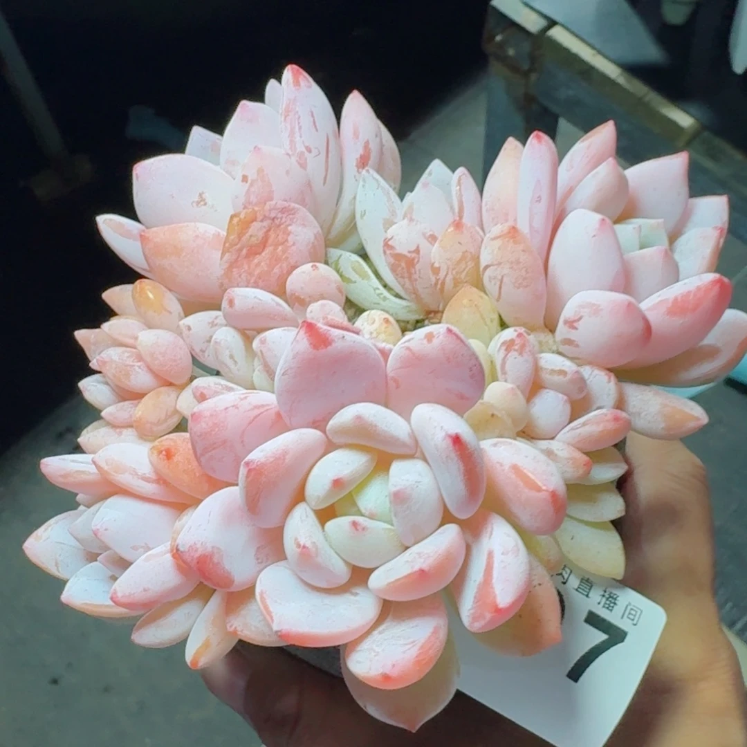 冷香群生整装      愿你一路坦途，乘风破浪展宏图