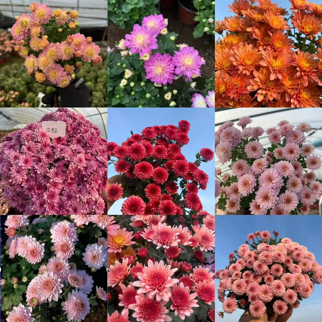 【小盆球菊盆栽】拍3发4.，小口径盆栽，随机发货