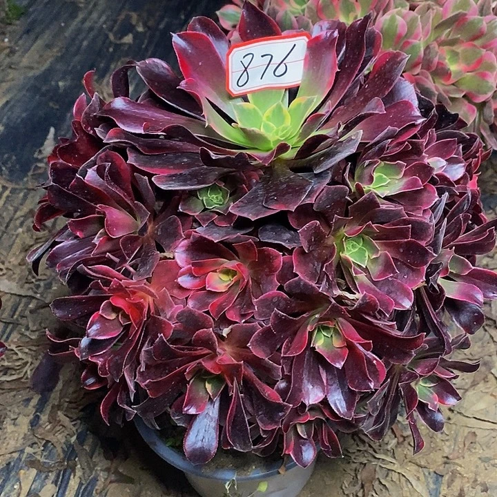 金丝雀老桩捧花876