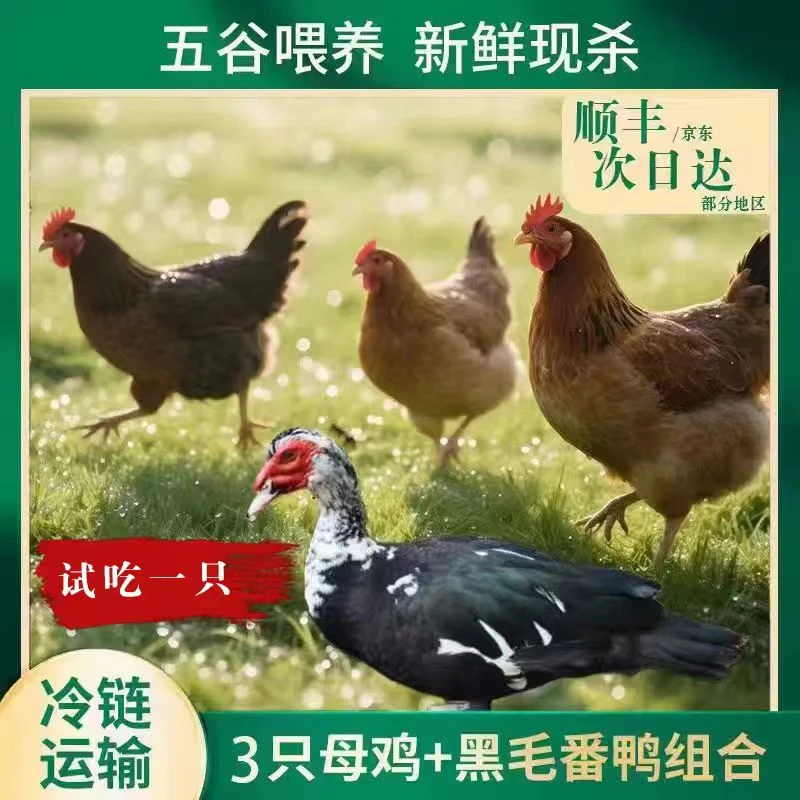 【竹林】3只黄油老母鸡+赠1只4斤番鸭 4只总重11斤