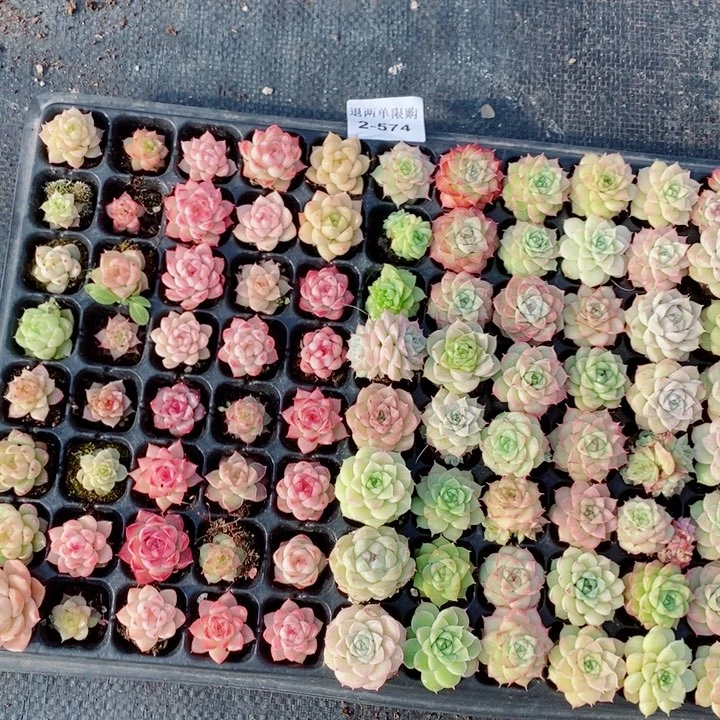 v***啾2-574多肉多肉多肉多肉多肉多肉多肉多肉