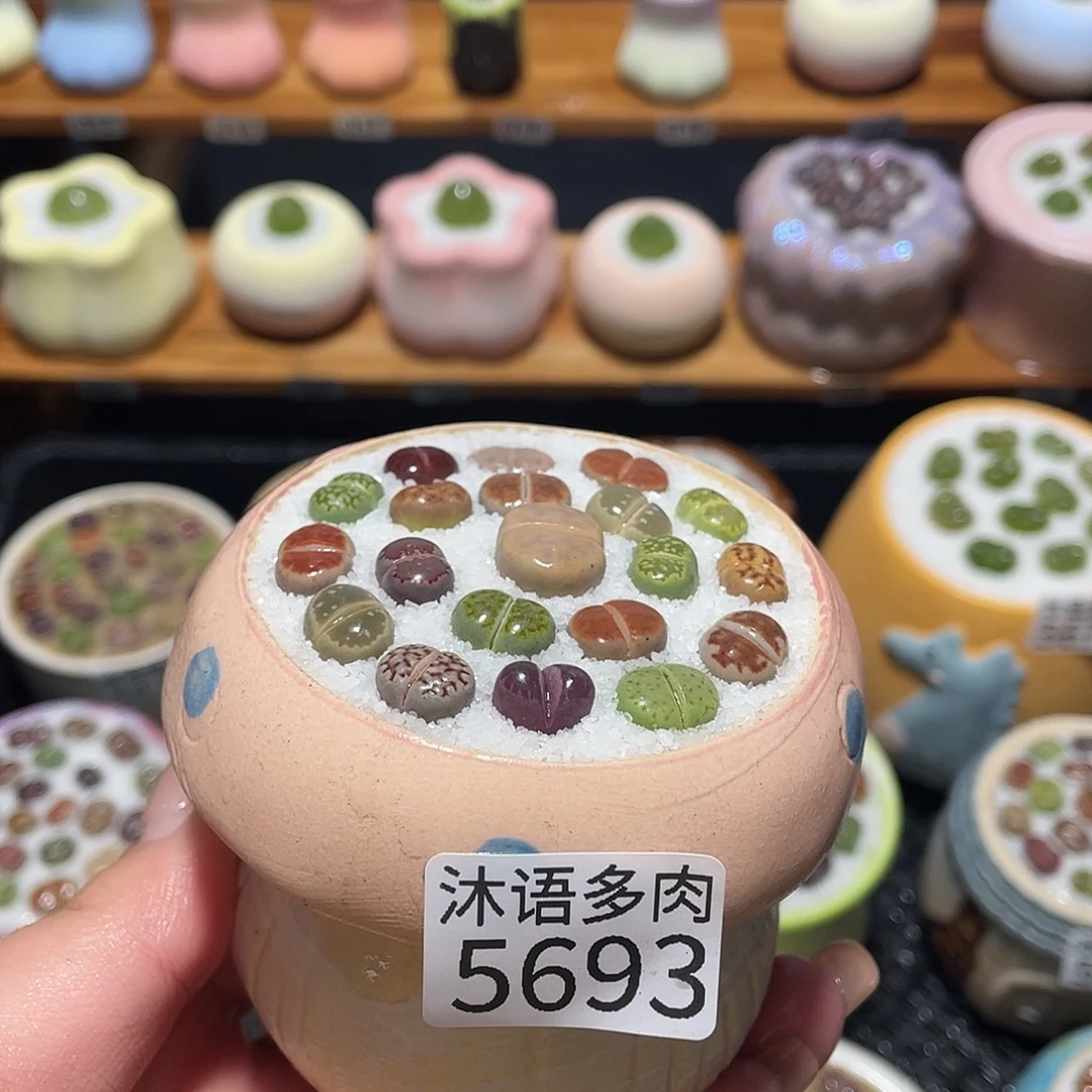 带盆土植物 一物一拍5693