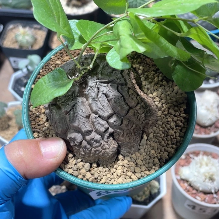 802象足龟甲龙块根