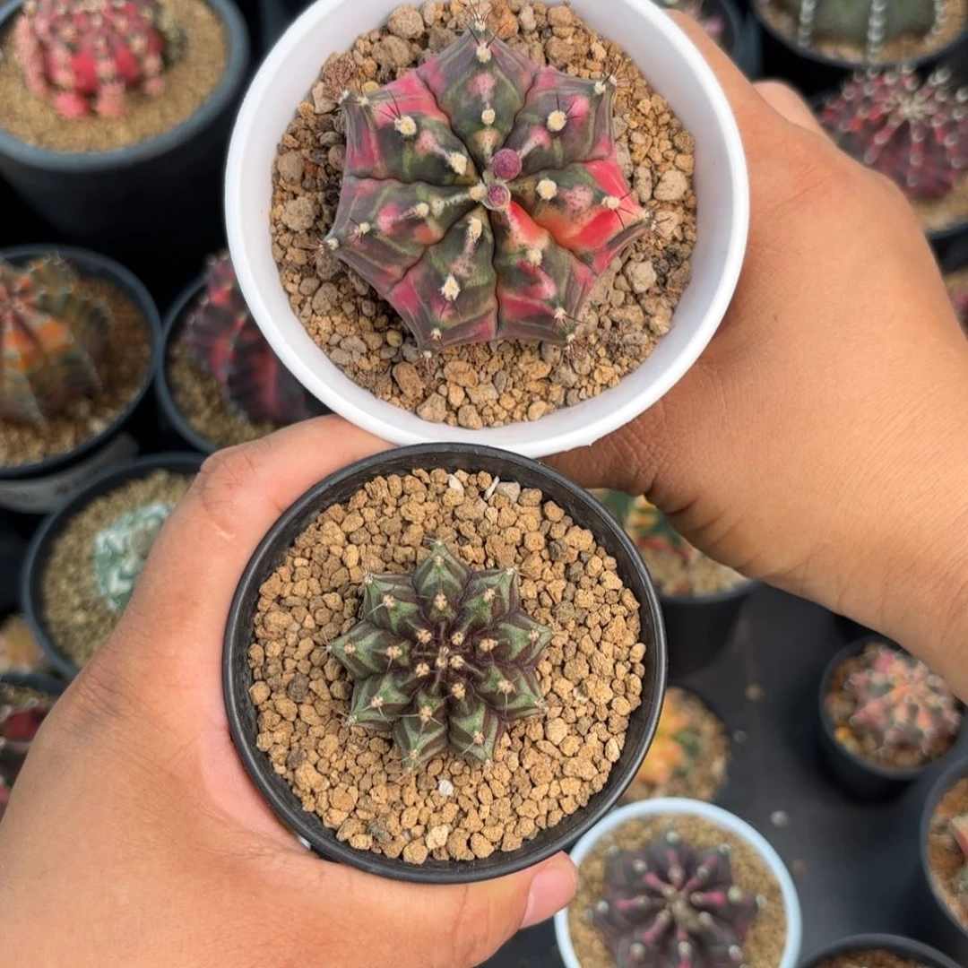 泰系实生组合仙人球280