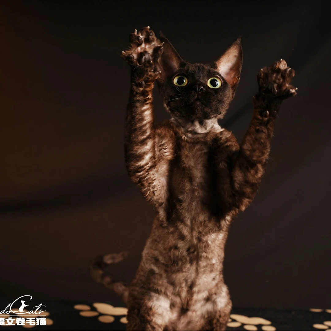 【脖子家】妮妮 烟黑色妹妹 活体猫咪