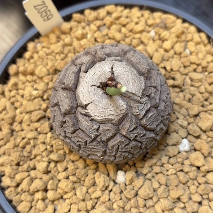 059号龟甲龙带盆包邮尺寸5