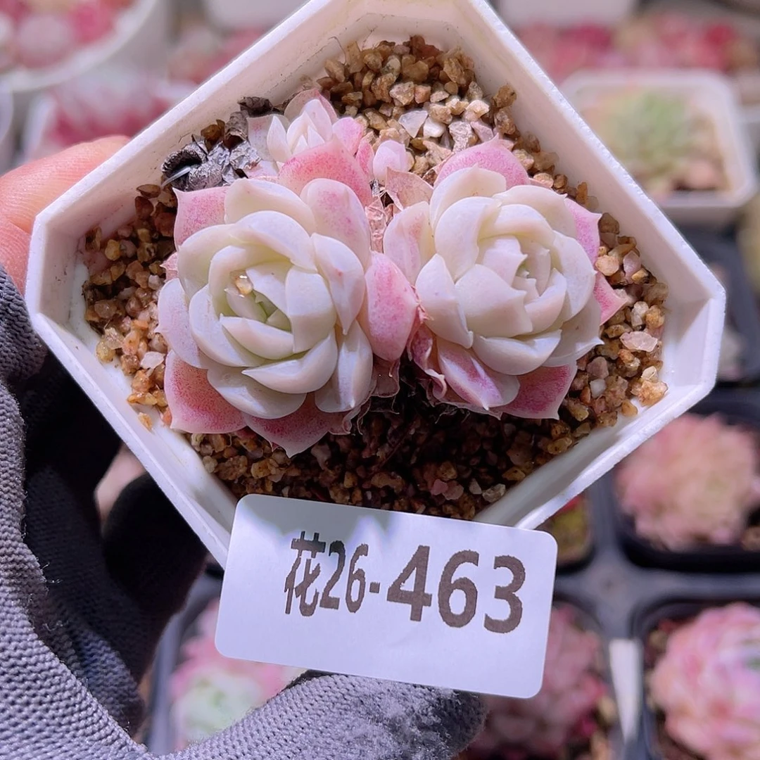 花26-463白月影双头