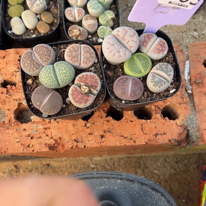 代***燕生日快乐哈哈哈哈哈803