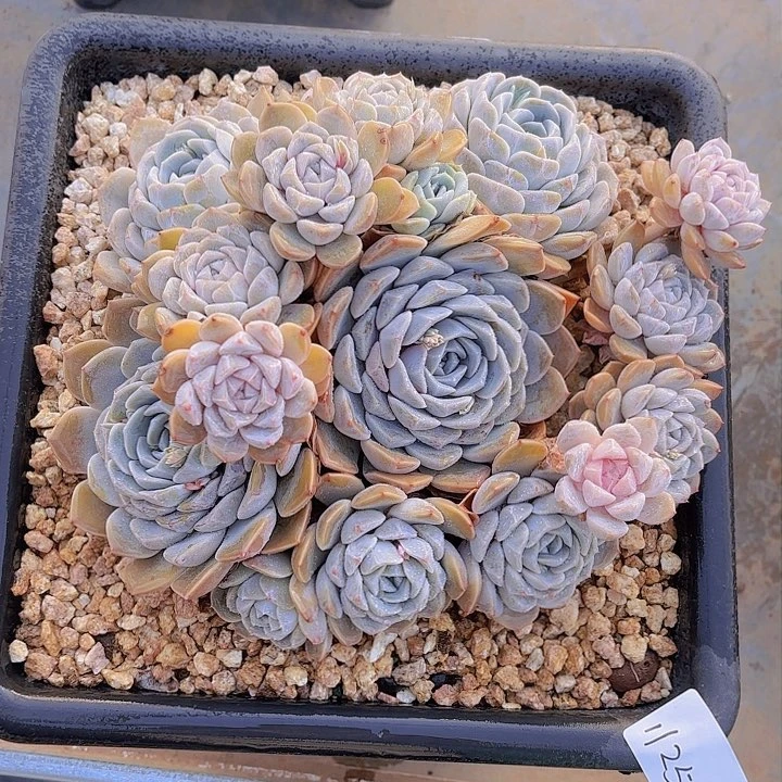 星****亮1125汉堡多肉植物