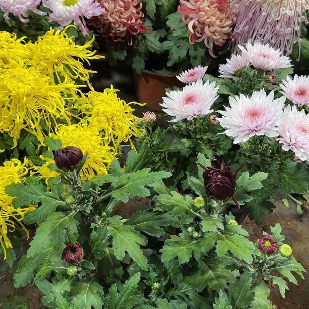 大部分花苞少量开放