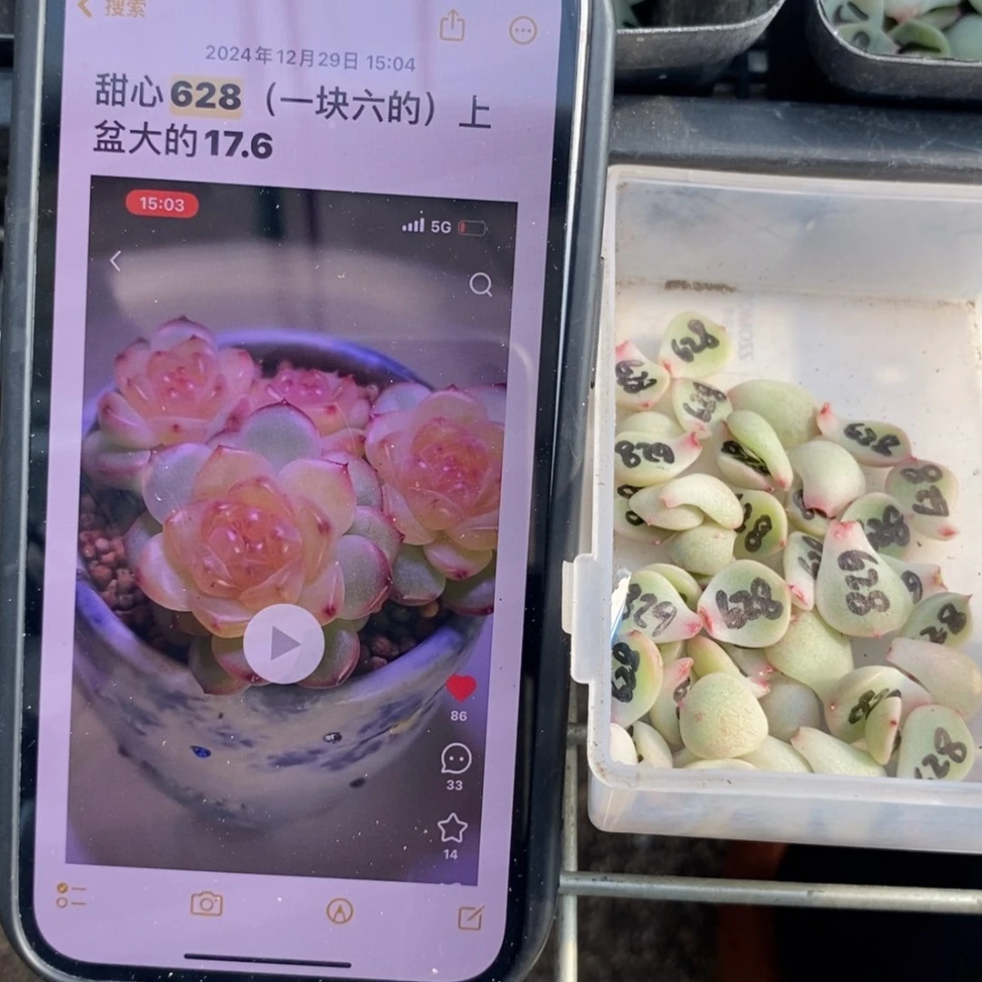 甜心628叶片一个