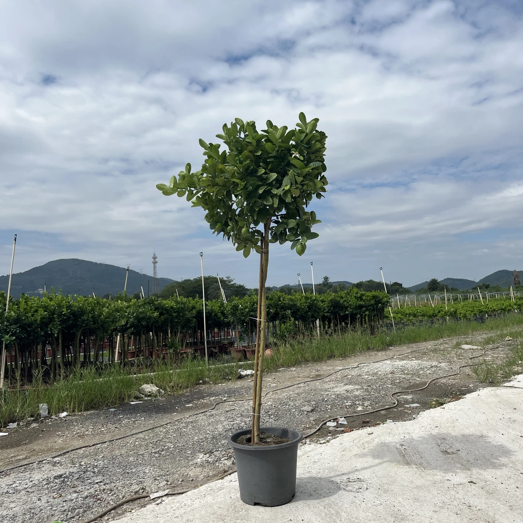 （直播间一物一拍）广东四季香水柠檬盆栽阳台庭院地栽绿植果树
