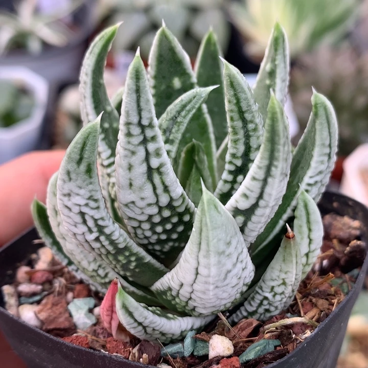 皇帝硬叶，带盆一起