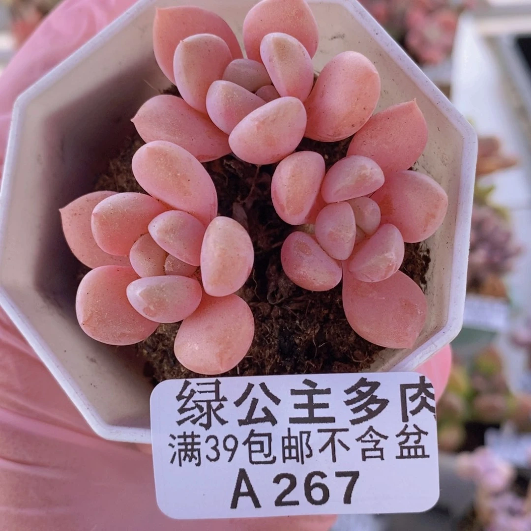 粉桃花6cm267多肉植物