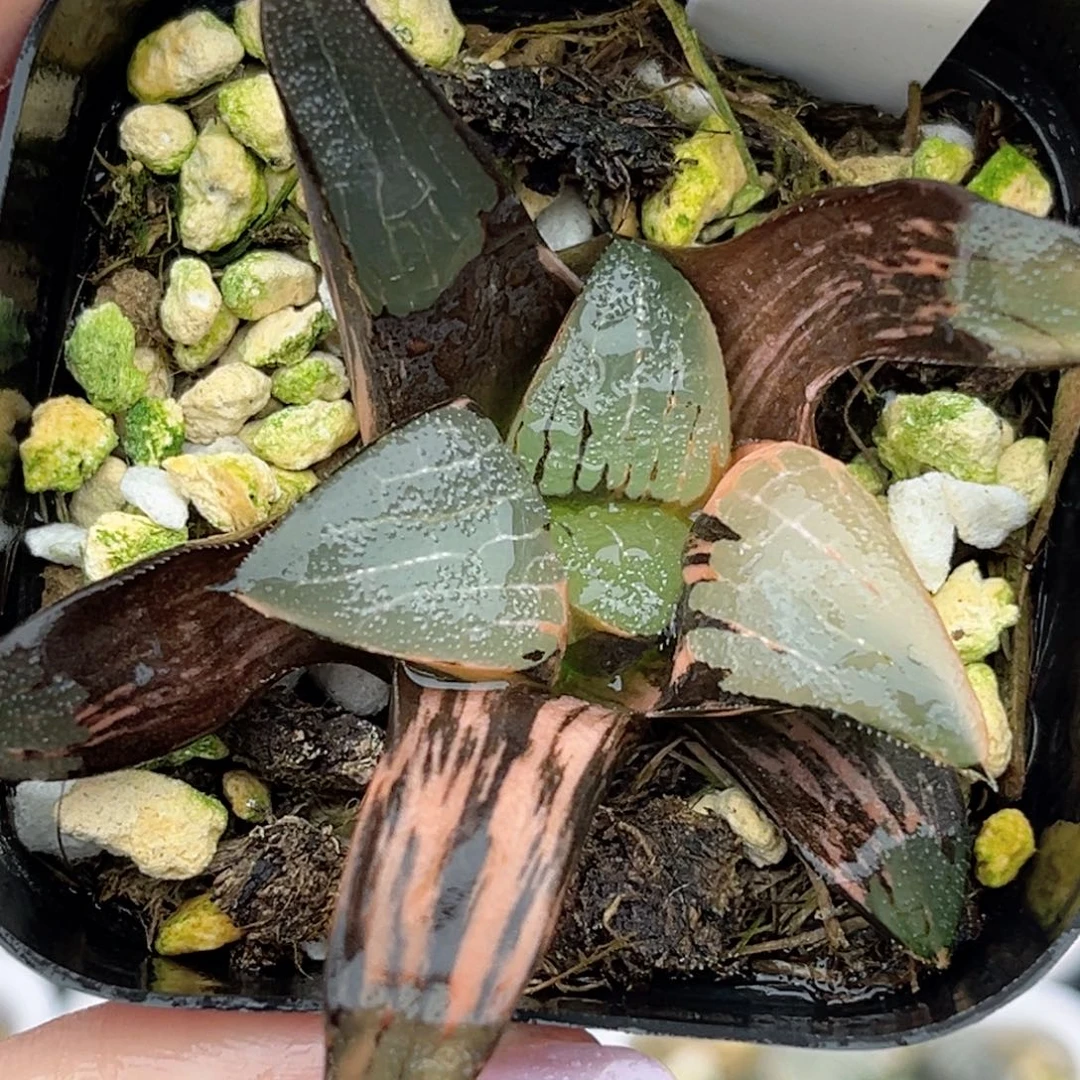 38克锦福利专场多肉