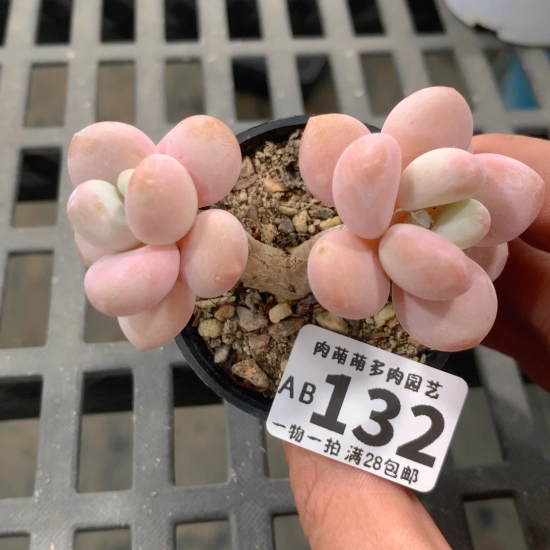 肉萌萌拇指盆精控多肉AB132