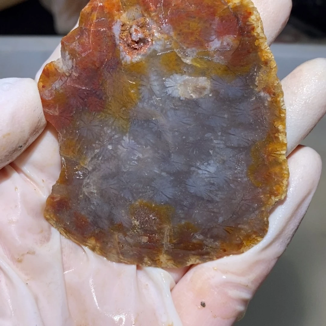 【闪购商品】硅化玉珊瑚玉未镶嵌