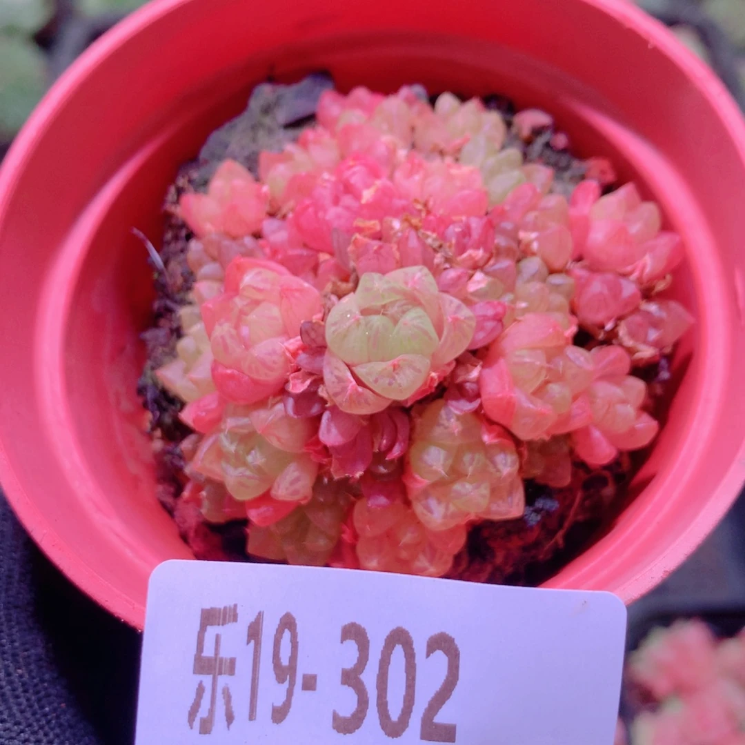乐然19-302 草玉露