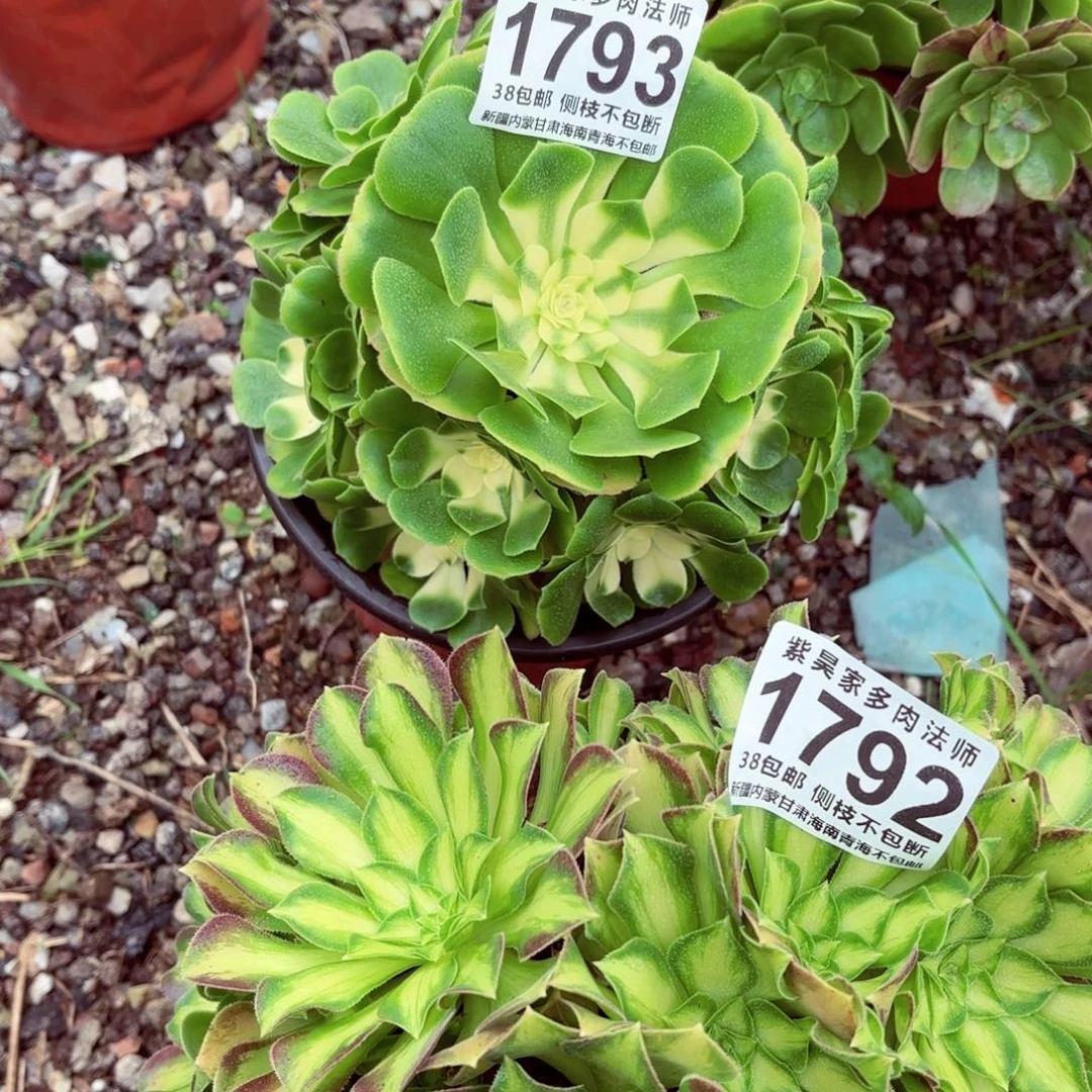 人***逢1棚法师00001793信你压