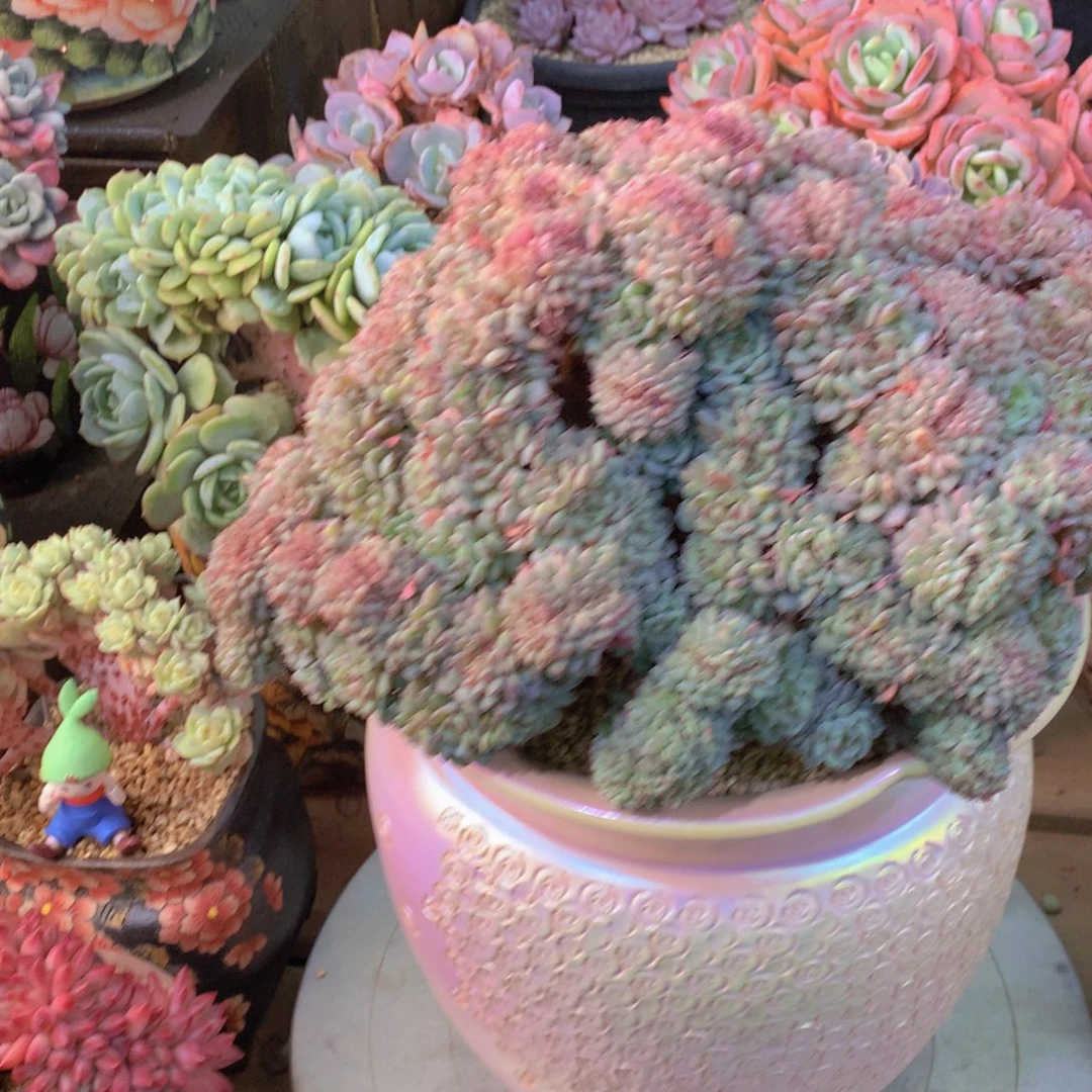 闵***闵精品多肉植物花卉盆栽花卉