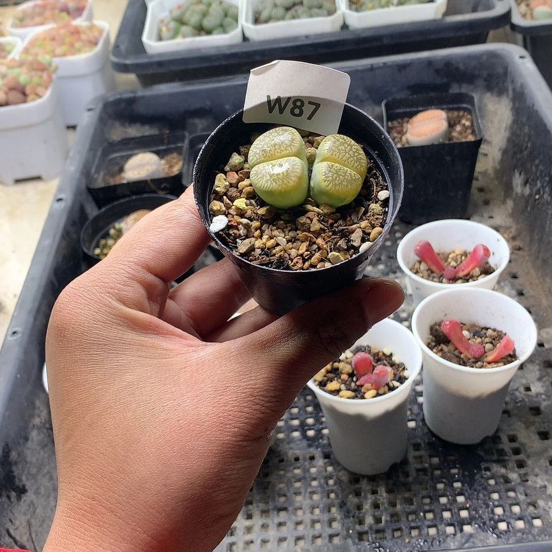 W87多肉植物保护研究所