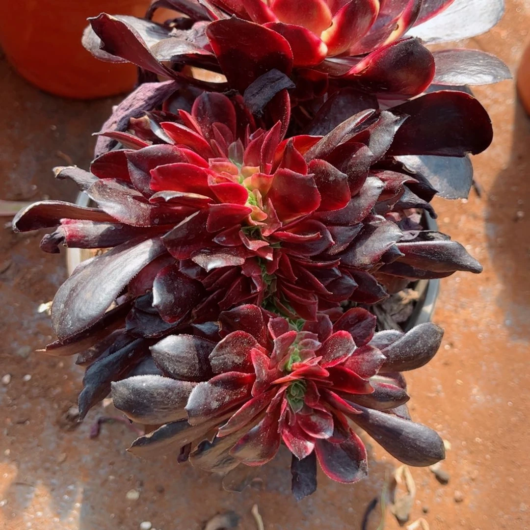 多肉植物679欧嘉莉