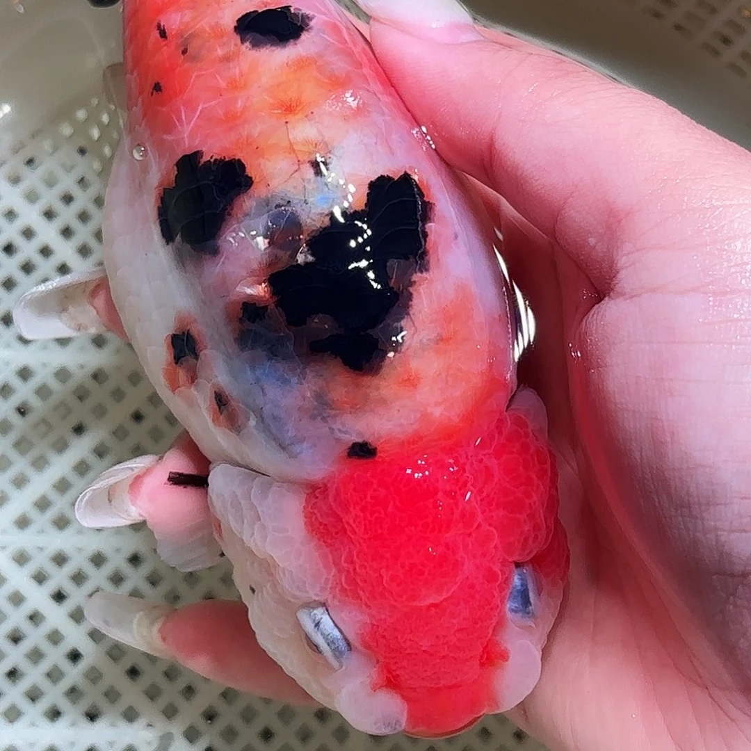 日***星金鱼拍包装包邮，不拍包装运费到付