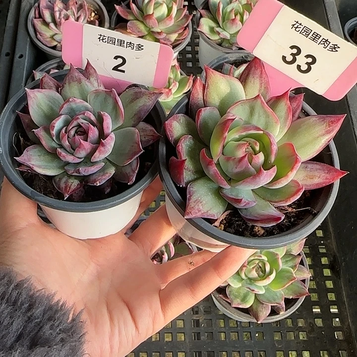 流***浪2,33 惊鸿仙子多肉植物6-9cm