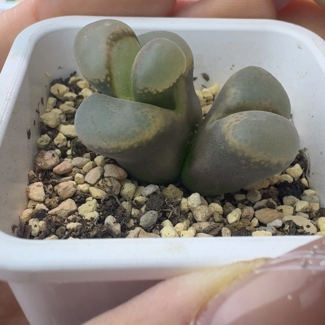 25号风铃二退特价一物一拍
