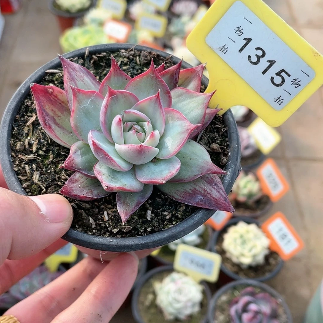 【闪购商品】1315号