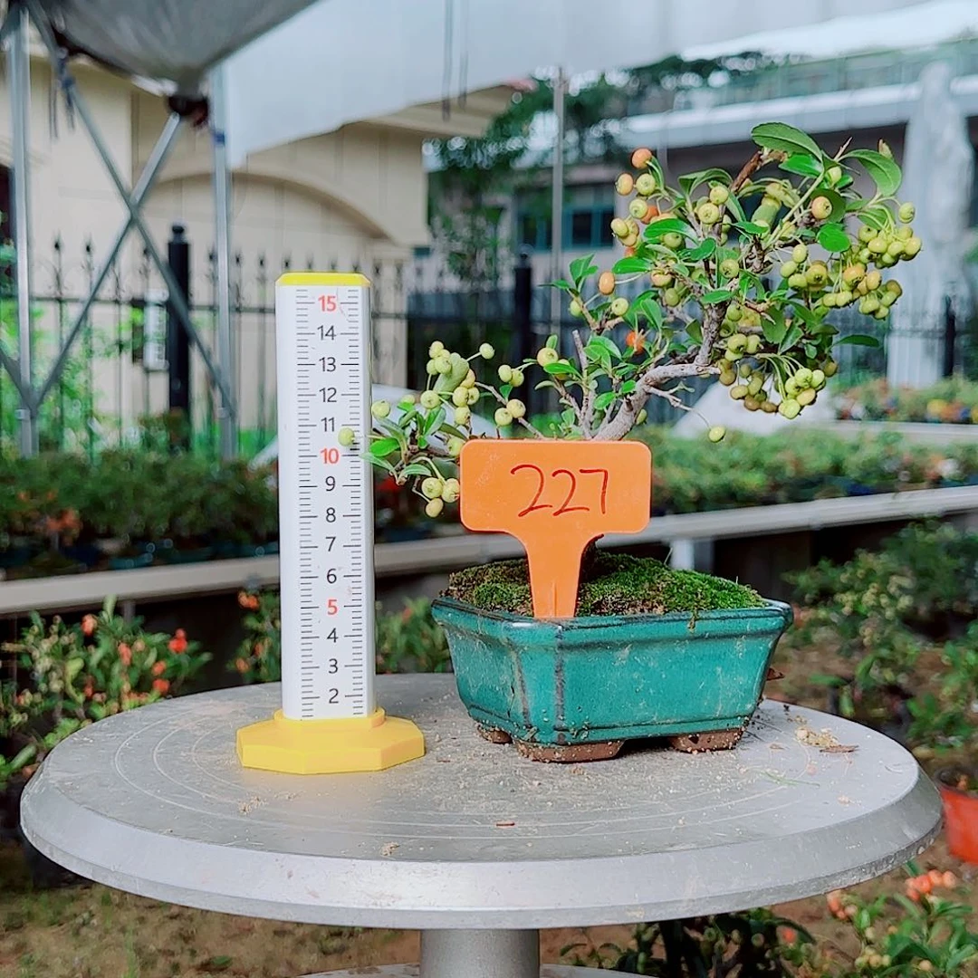 卤***歌无花朵火棘吉祥果小盆景