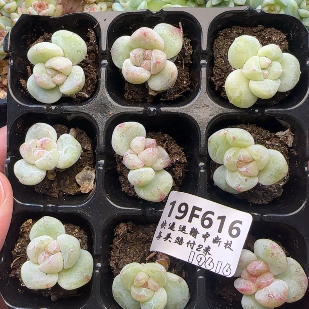 咖***糖【满29包邮非偏远】616
