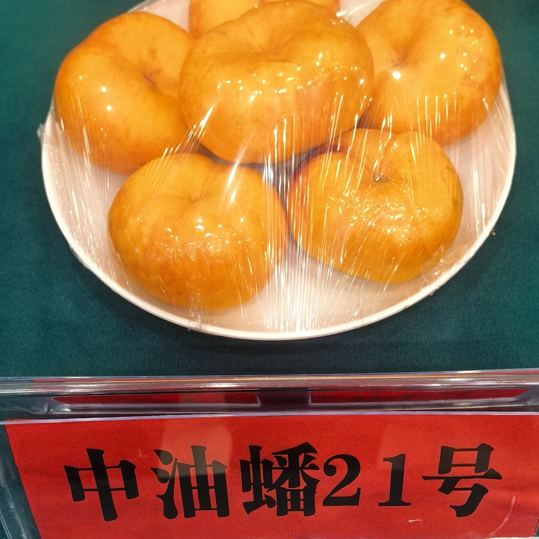 中油蟠21  八月初成熟  12月份发苗