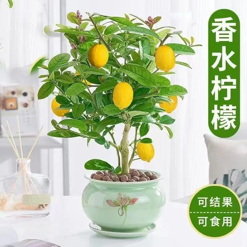 香水柠檬树盆栽带果四季结果适合室内阳台种植