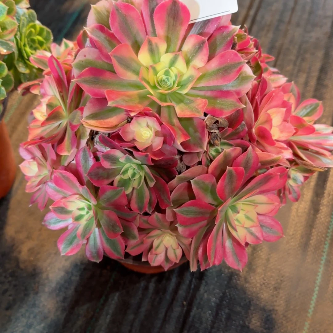 荷****。5688多肉粉女巫多肉