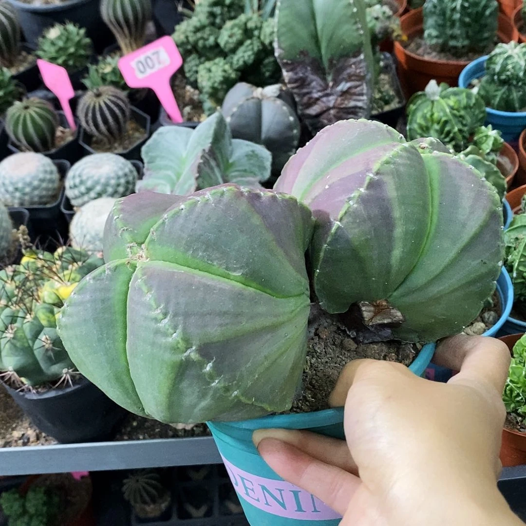 指***符花花草草花花草草