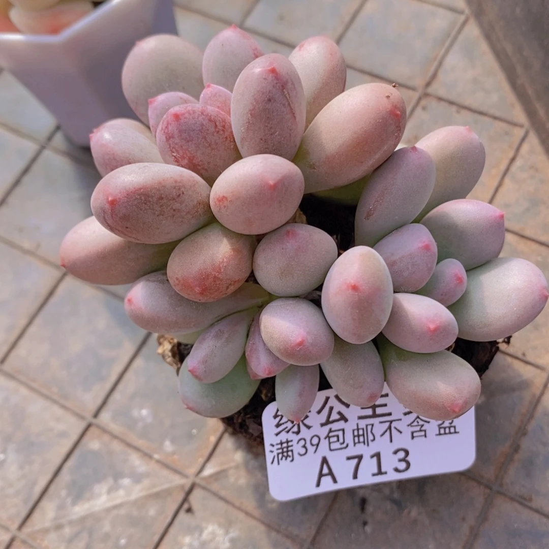 仙子奶6cm713多肉植物