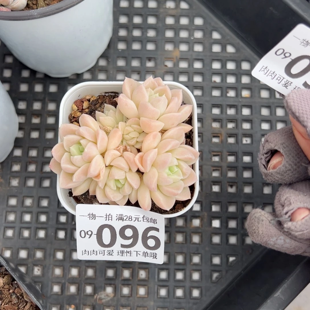 奶油美人多肉多肉多肉多肉