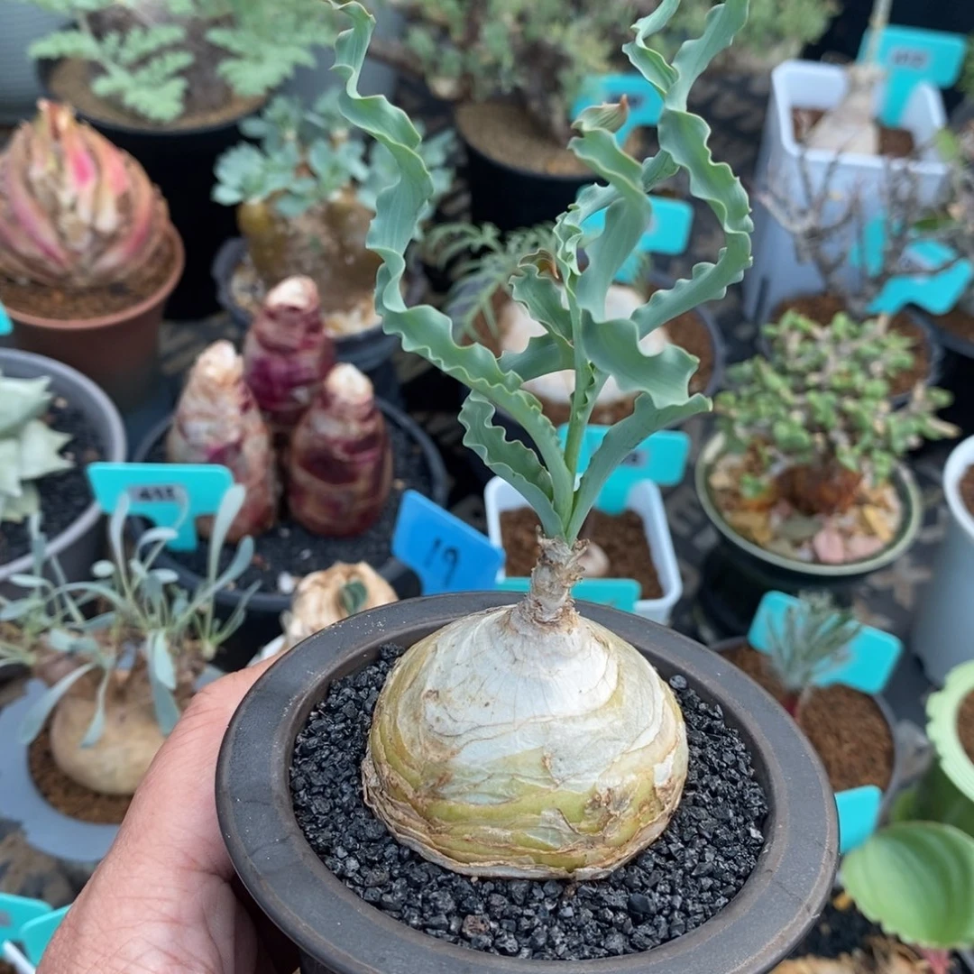 DC弹簧草产地多肉植物