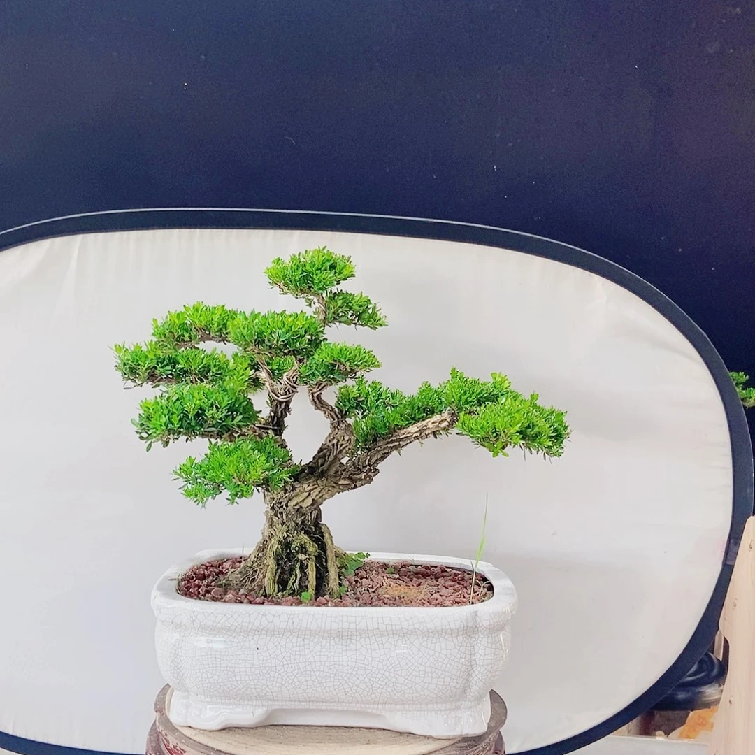 当前无花朵，栽培后可花朵