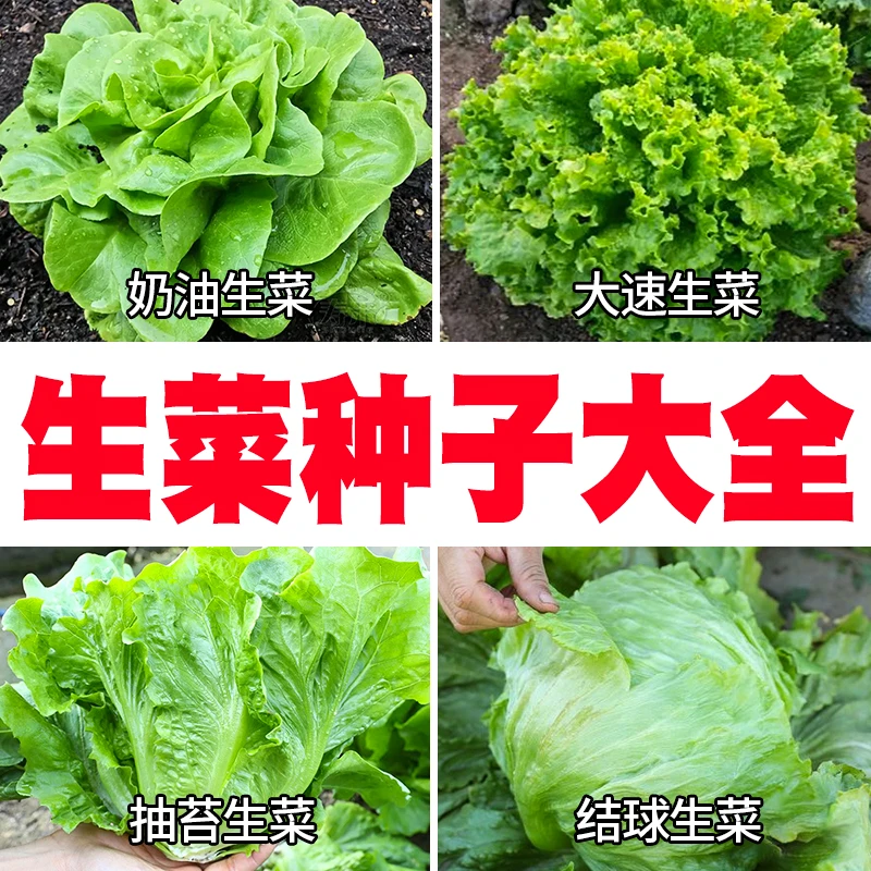 生菜种子大全 奶油 大速 抽苔 结球生菜四季生菜种孑抗热耐寒菜籽