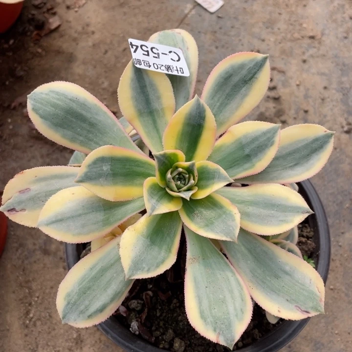 554灿烂多肉123456789