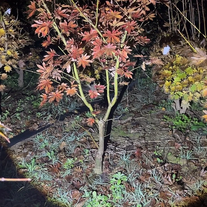 完全开放庭院枫树