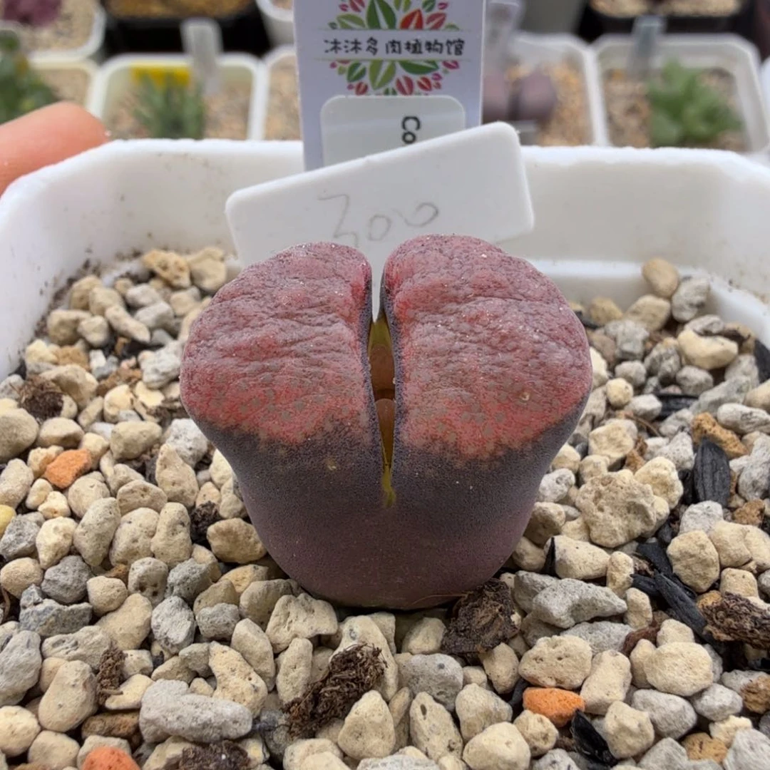 1808.86 熔岩蛋糕 10-21-L25。