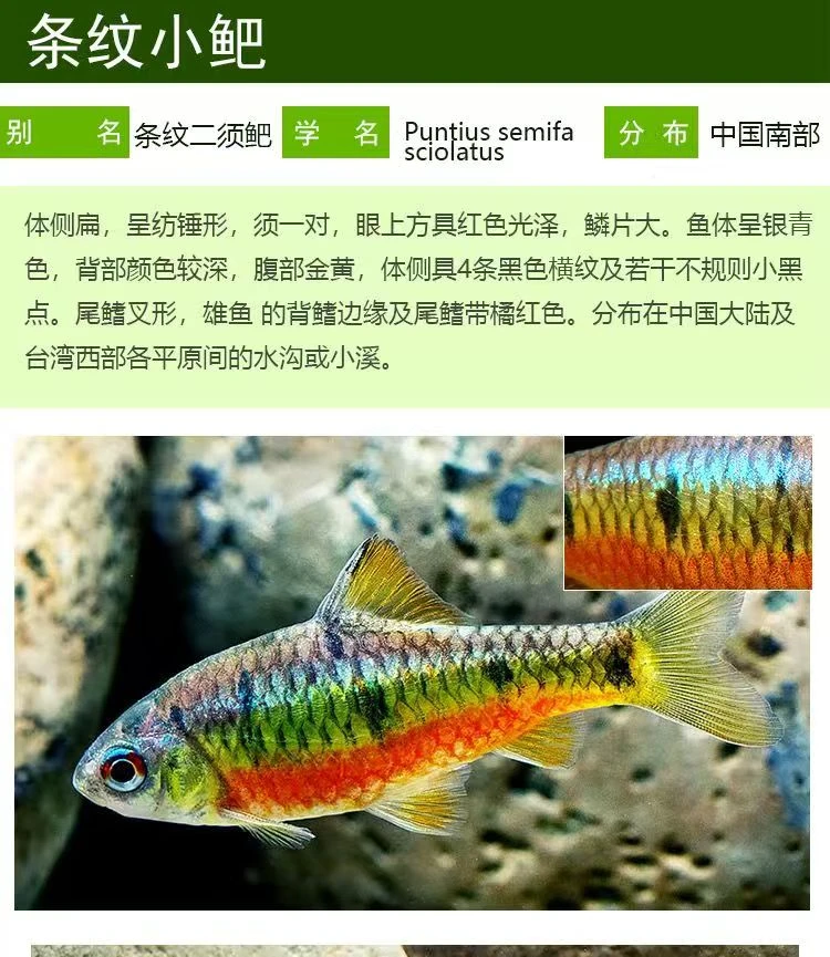 原生态条纹小巴 ，小巴鱼，溪流淡水鱼