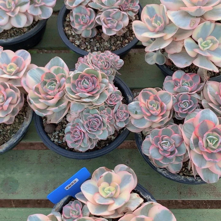 t092秀妍金群不售后