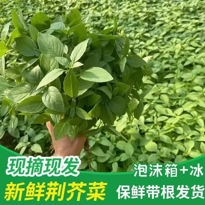 新鲜河南特产蔬菜荆芥农家自种现摘现发凉拌调味菜包邮
