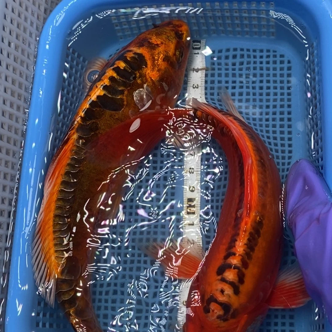 锦鲤冷水锦鲤包邮